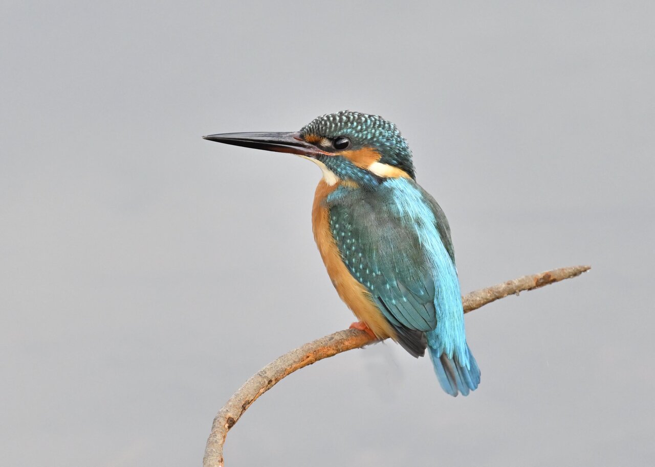 カワセミ : 野口洪志の野鳥日記