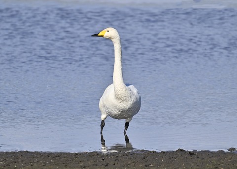 オオハクチョウ3155