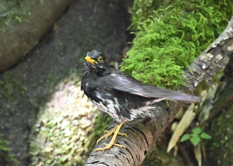 クロツグミ♂4420