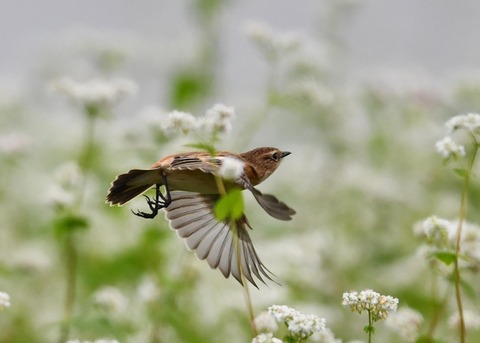 飛ぶ・ノビタキ♀9076