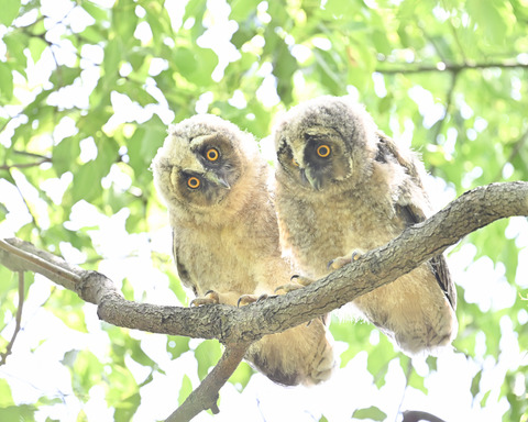 トラフズクの雛3779