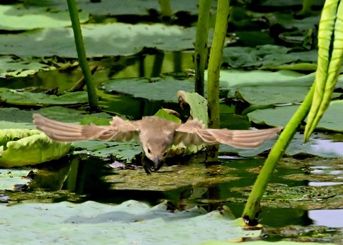 オオヨシキリ1387