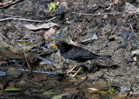 クロツグミ♂5963