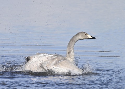 オオハクチョウ幼鳥3179