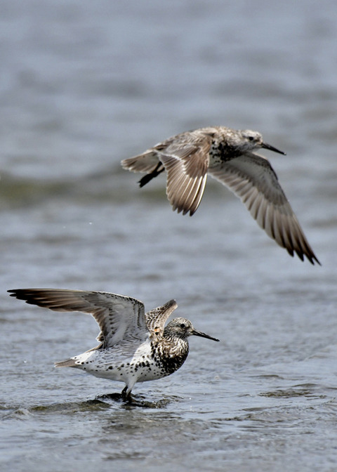 オバシギ夏羽7658-01
