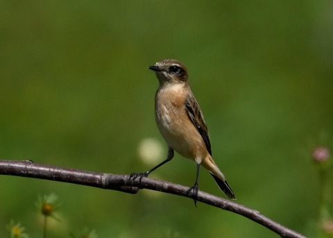 ノビタキ♀6351