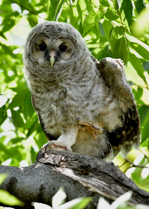 フクロウのヒナ1480