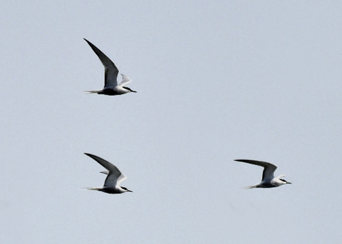 アシサシ8421