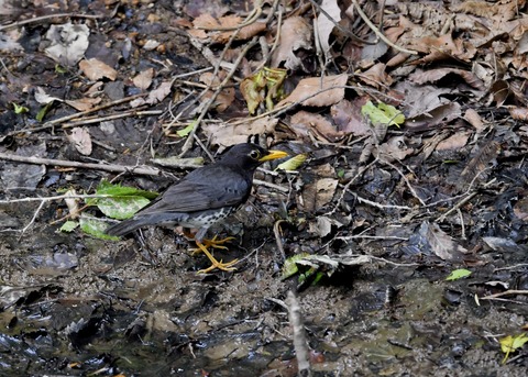 クロツグミ♂6054