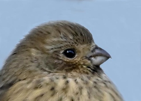ベニマシコ♀0002