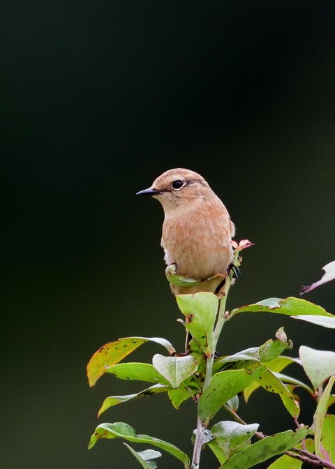 ノビタキ♀冬羽5887
