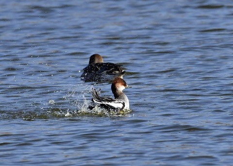 ミコアイサ♀0684