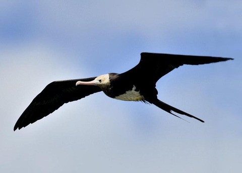 オオグンカンドリ0351