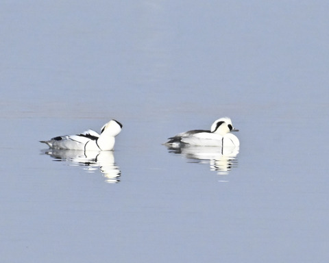 ミコアイサ♂4649