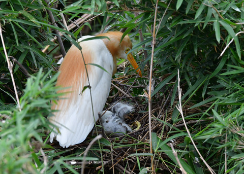 アマサギ7840