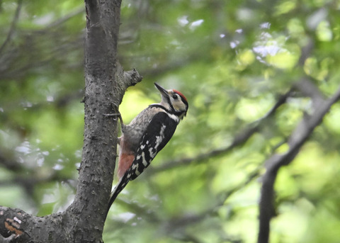 アカゲラ幼鳥8992