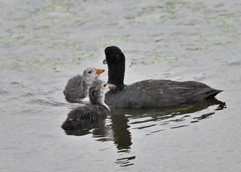 オオバン親子7085