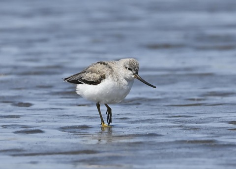 ソリハシシギ3260