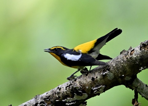 キビタキ♂0524-01