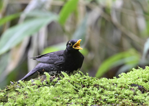クロツグミ♂4201