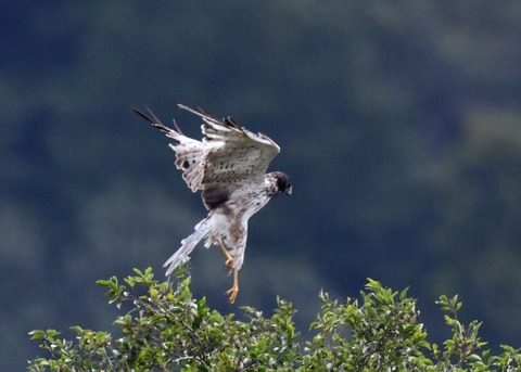 ズグロチュウヒ3412