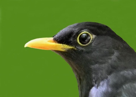 クロツグミ♂5002