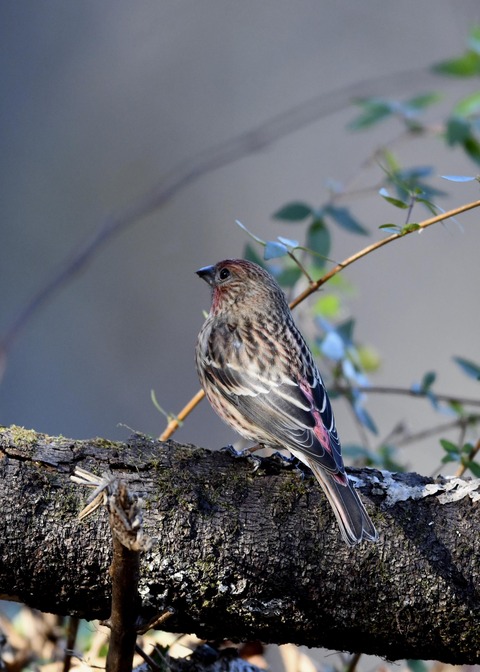 オオマシコ♀9542