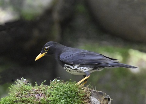 クロツグミ♂5482