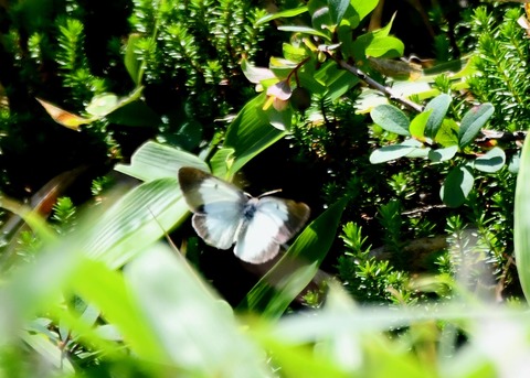 ミヤマモンキチョウ♀2013