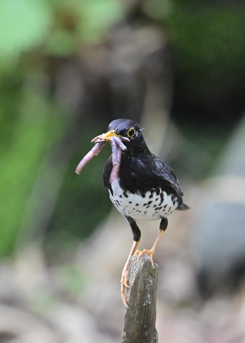 クロツグミ♂8449