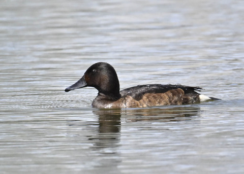 アカハジロ♀3722