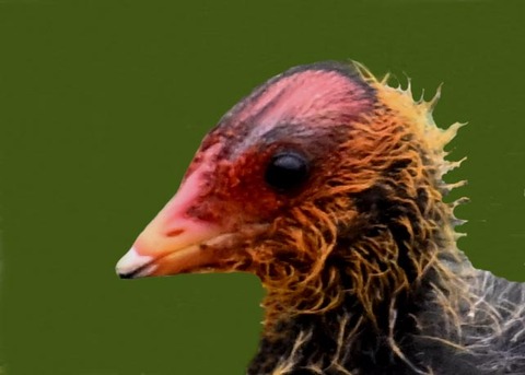 オオバンのヒナ0000