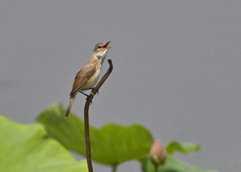 オオヨシキリ1862