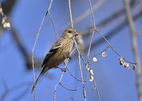 ベニマシコ♀5429