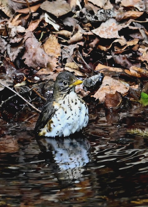 クロツグミ♀5824