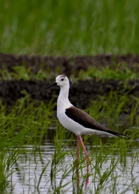 セイタカシギ♀0124