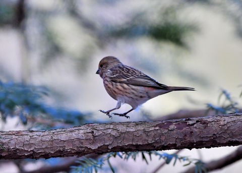 オオマシコ♀4778