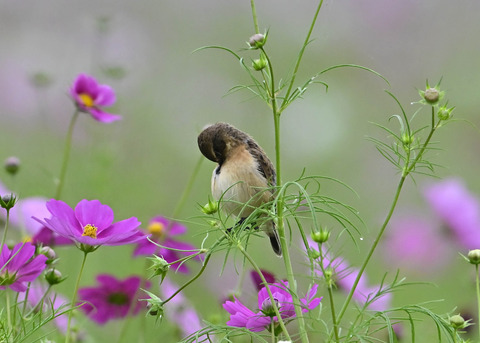ノビタキ♀9798