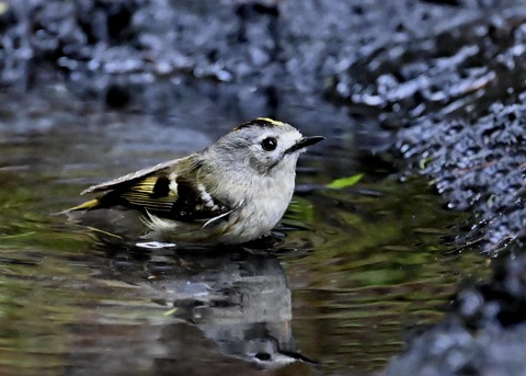 キクイタダキ♀0120