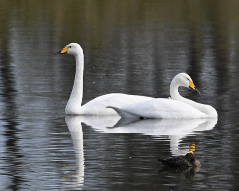 オオハクチョウ4485