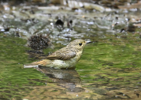オオルリ♀1858