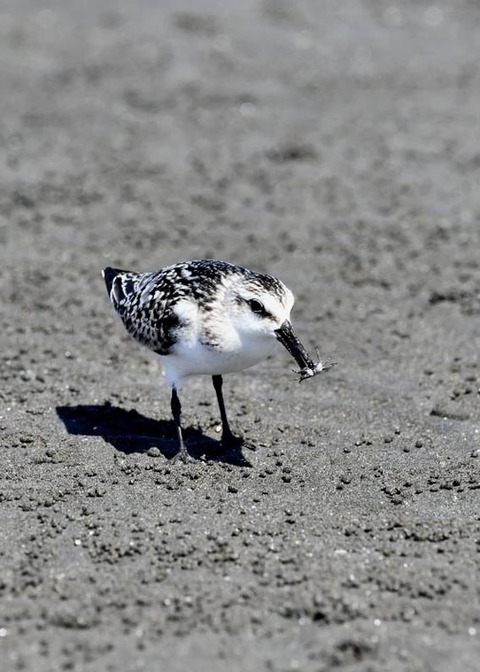 ミユビシギ幼羽9294