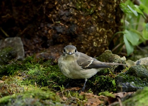 コサメビタキ1654
