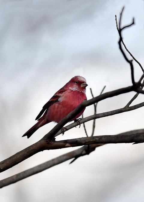 オオマシコ♂5406