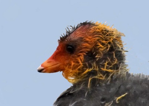 オオバンのヒナ0000