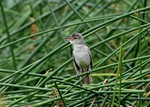 オオヨシキリ幼鳥8595