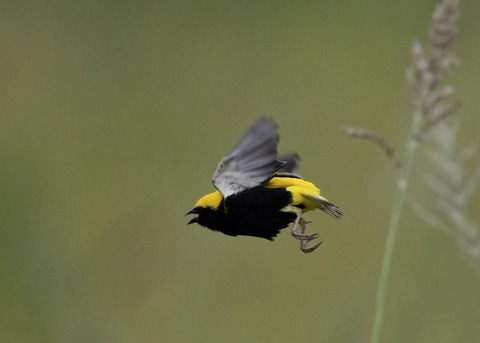 飛ぶオウゴンチョウ♂1541