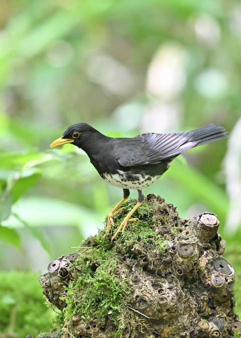 クロツグミ♂0408