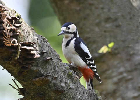 アカゲラ♀4989