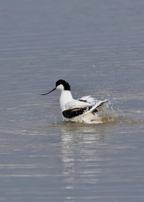 ソリハシセイタカシギ7058